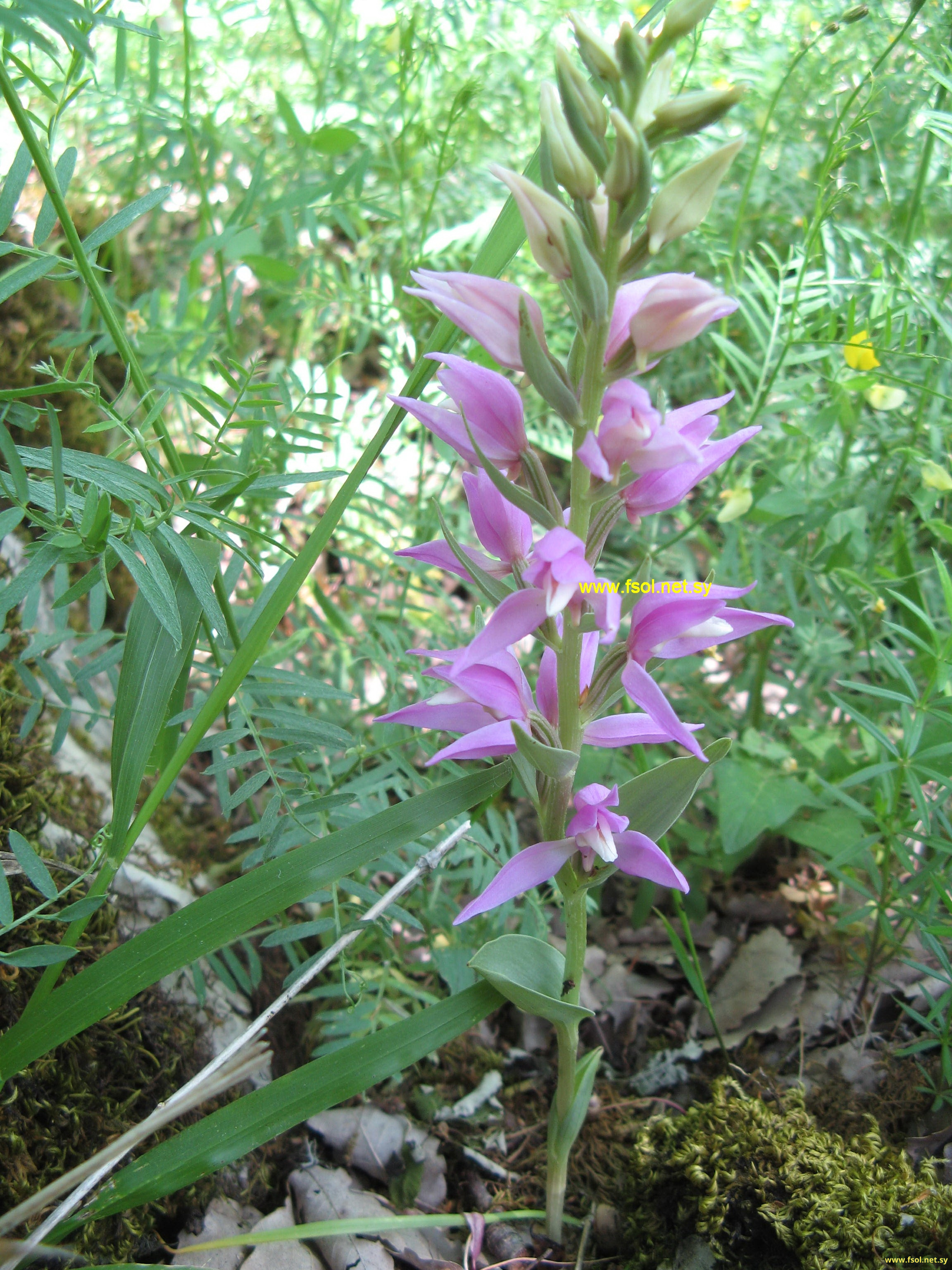 Cephalanthera kurdica Bornm.